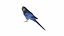 PARAKEET