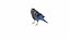PARAKEET