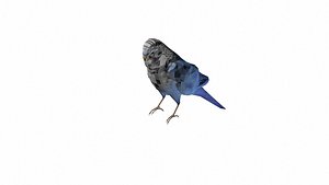 PARAKEET