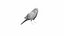 PARAKEET