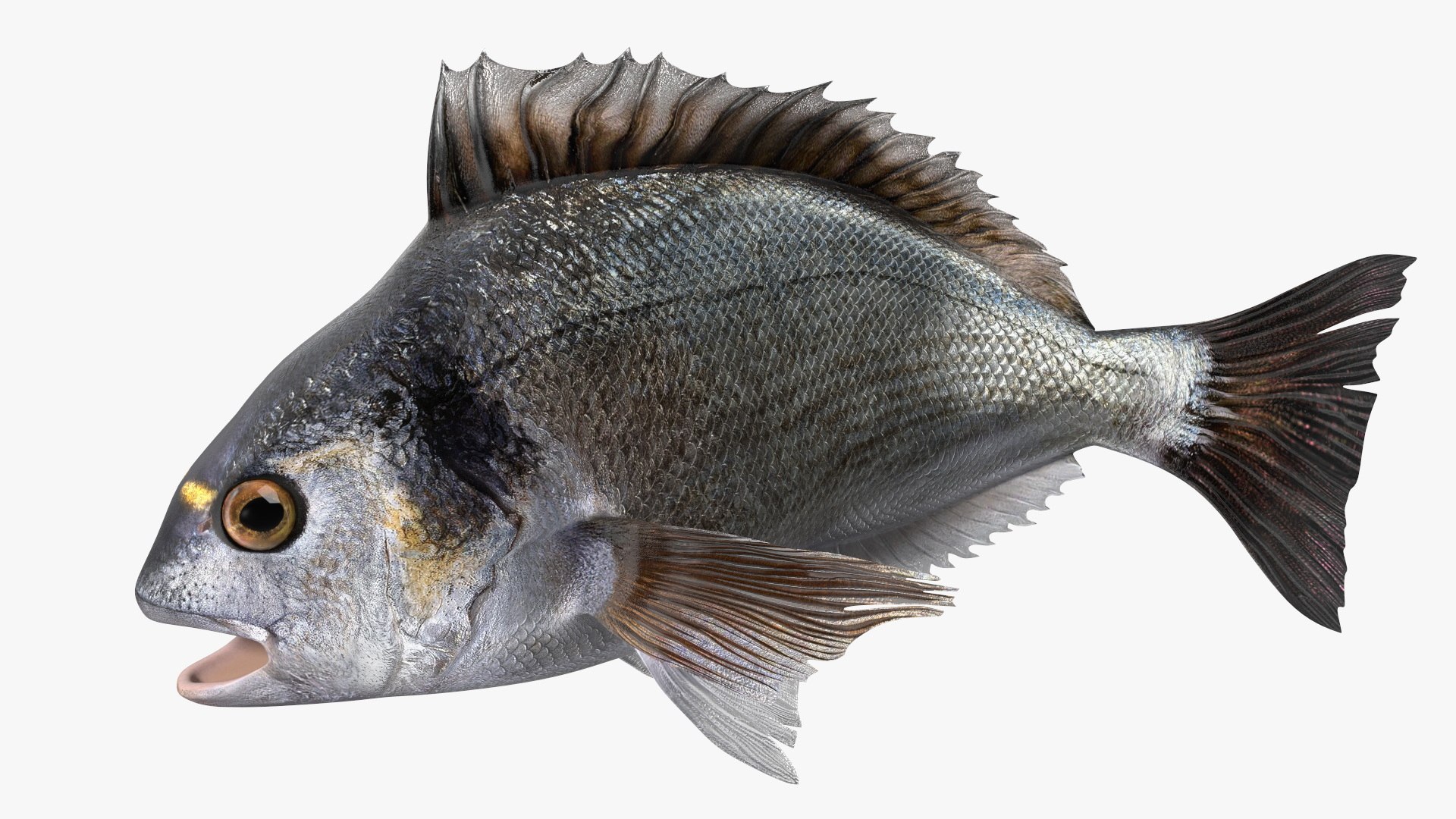Dorada Fish Rigged 3D model preview