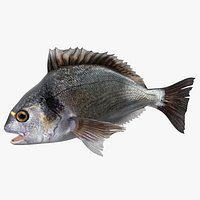 Dorada Fish Rigged