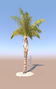 3D mid-size queen palm b