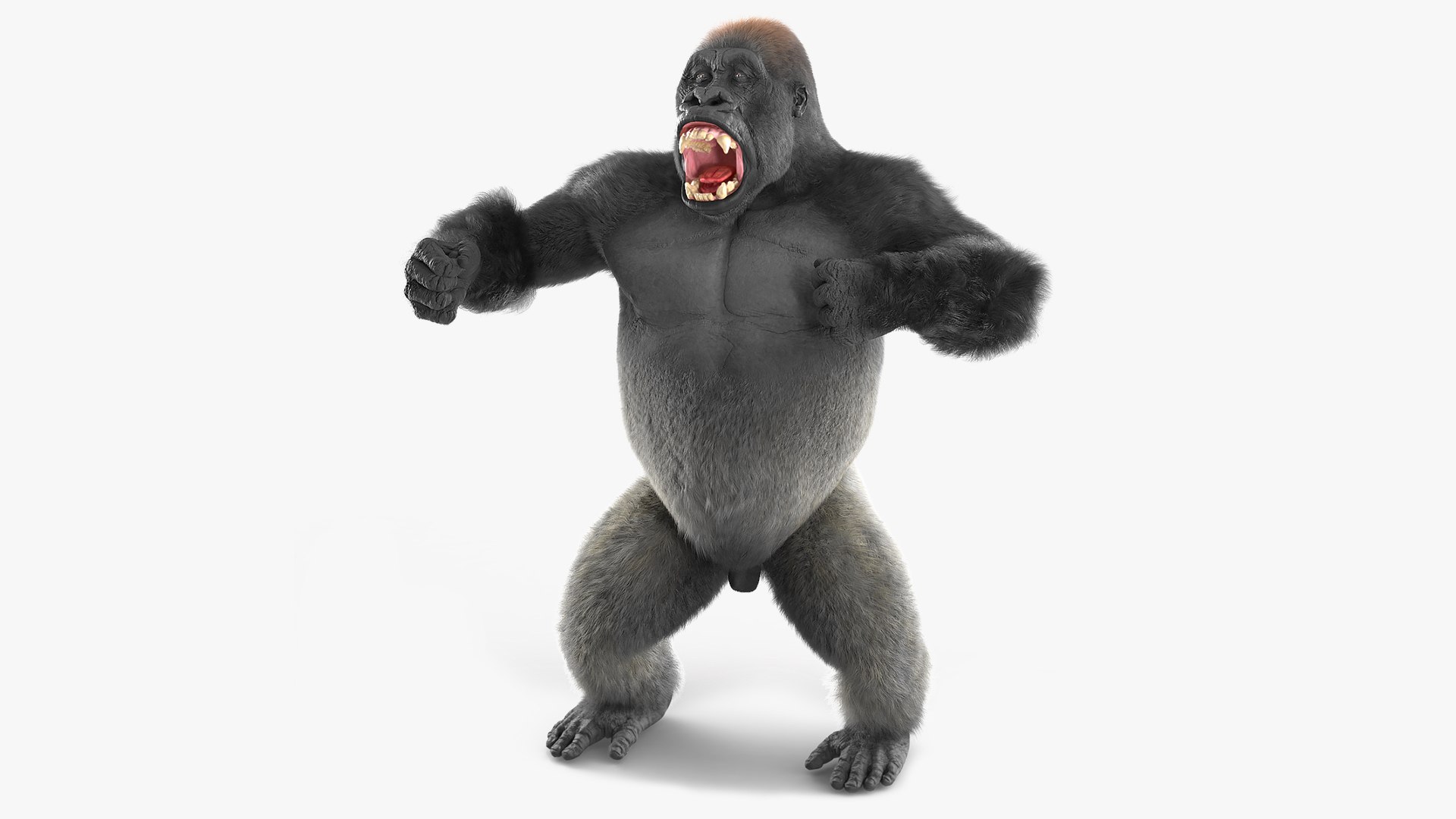 Roaring Gorilla Fur Animated Rigged 3D model preview