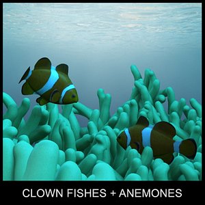 clown fishes and anemones