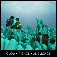 clown fishes and anemones