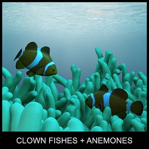 clown fishes and anemones