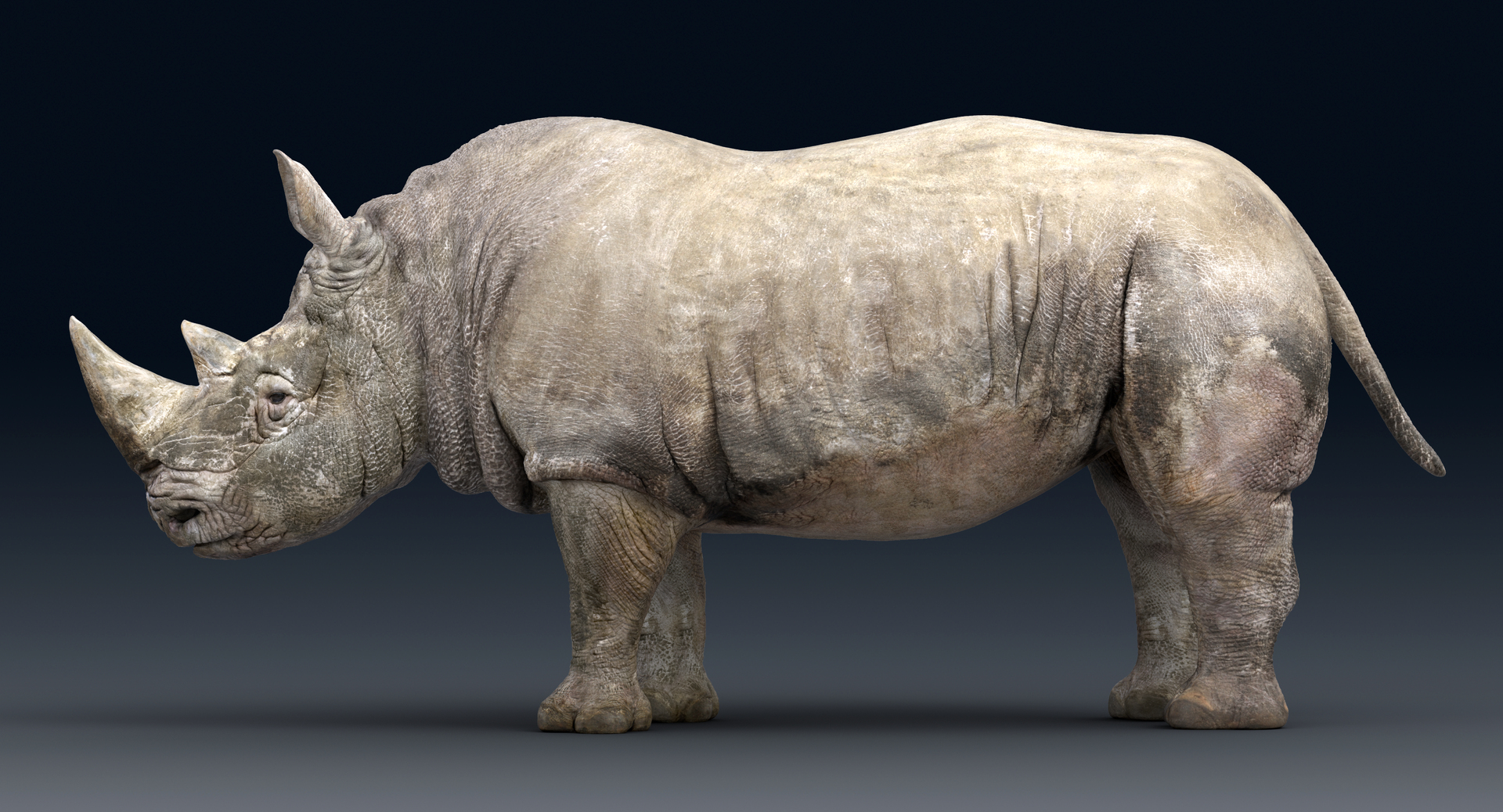 rhinoceros rigged 3D model https://p.turbosquid.com/ts-thumb/hr/MntE92/1WYBVFX7/z/png/1537206166/1920x1080/turn_fit_q99/49d04f2551bdccbaaec2d1355ebdafbb2149685a/z-1.jpg