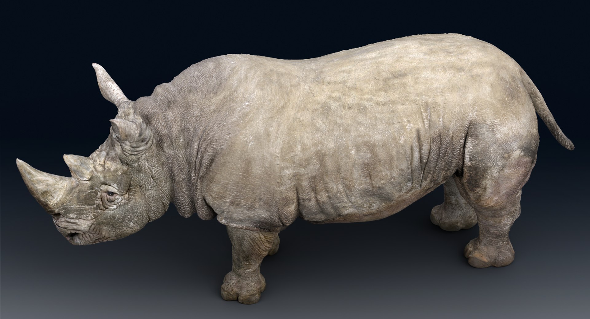 rhinoceros rigged 3D model https://p.turbosquid.com/ts-thumb/hr/MntE92/41s3Kh60/gga017/png/1537026406/1920x1080/fit_q87/36497f69609a76b4a96e1b1e8519d33517d12e8f/gga017.jpg