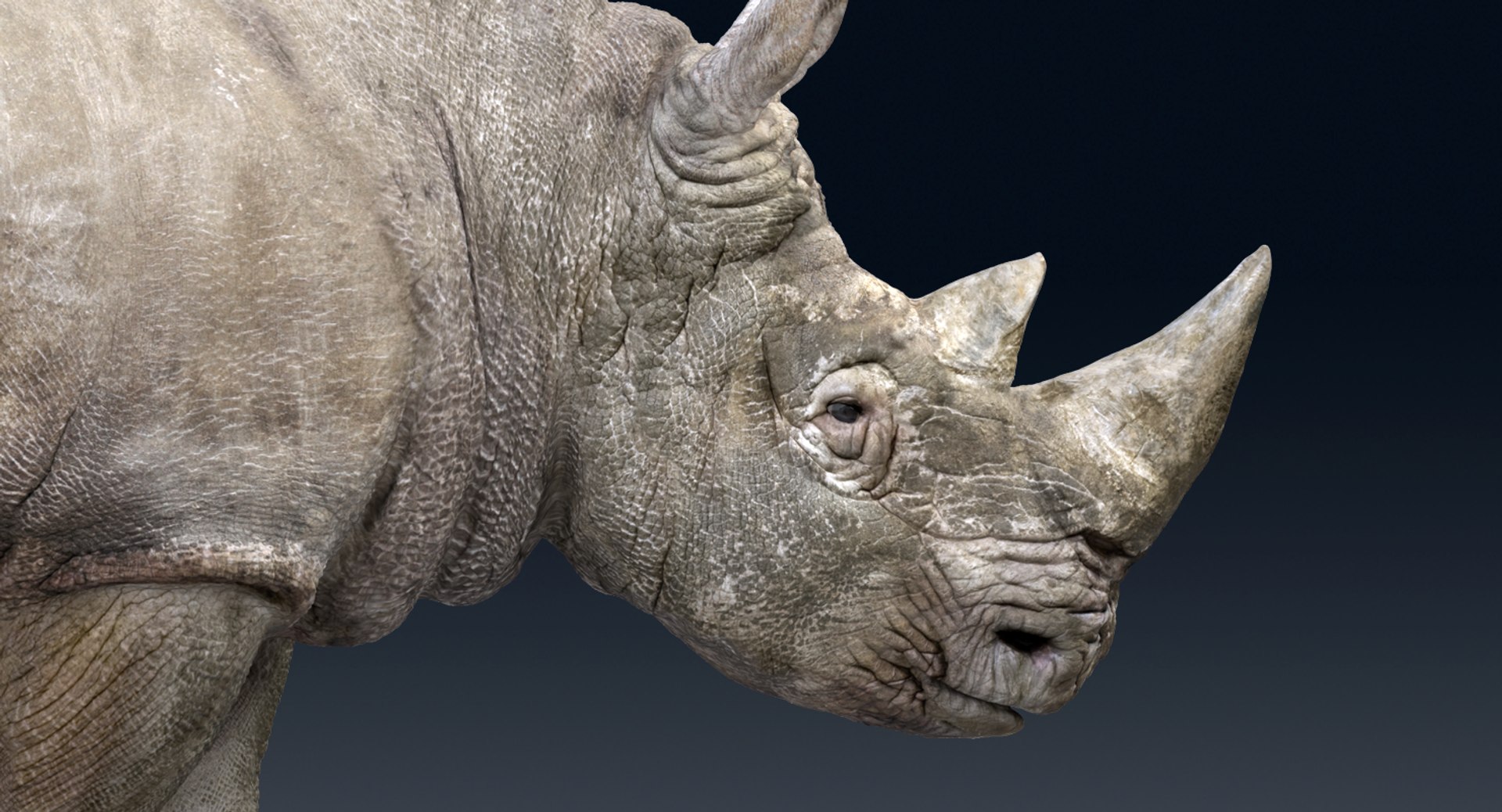 rhinoceros rigged 3D model https://p.turbosquid.com/ts-thumb/hr/MntE92/77xQnXi9/gga0051/png/1537023924/1920x1080/fit_q87/abfff6f5b140fa0fc2e04ac4fb6e91689f70b8a8/gga0051.jpg