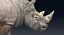 Rhinoceros_Rigged