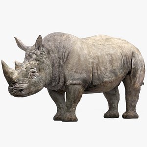 rhinoceros rigged 3D model