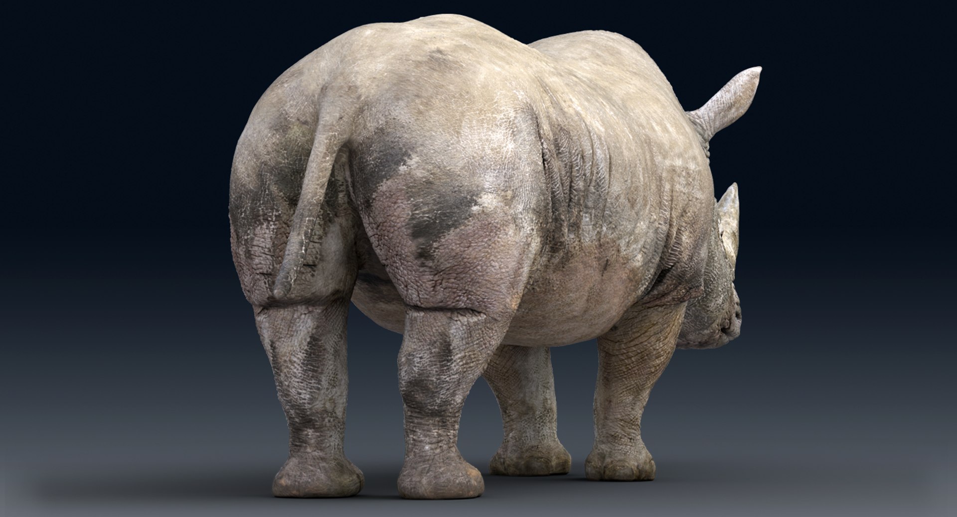 rhinoceros rigged 3D model https://p.turbosquid.com/ts-thumb/hr/MntE92/EdLK05bR/gga007/png/1537023924/1920x1080/fit_q87/c4958db471c092f4d54b5295dd5fea25b0ab94b7/gga007.jpg