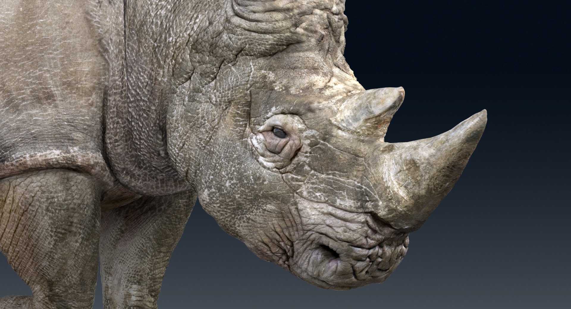 rhinoceros rigged 3D model https://p.turbosquid.com/ts-thumb/hr/MntE92/GQNcIMNs/gga0131/png/1537023924/1920x1080/fit_q87/1ab8456d1c64536258c3cabd181944c471629075/gga0131.jpg