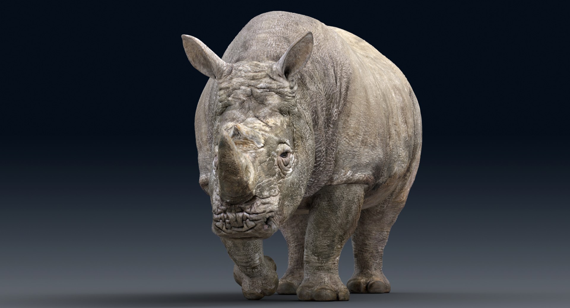 rhinoceros rigged 3D model https://p.turbosquid.com/ts-thumb/hr/MntE92/HYYkypQl/gga016/png/1537023924/1920x1080/fit_q87/d4ef744e0ef3efa874d0e326e7c9ec8c829c6d73/gga016.jpg