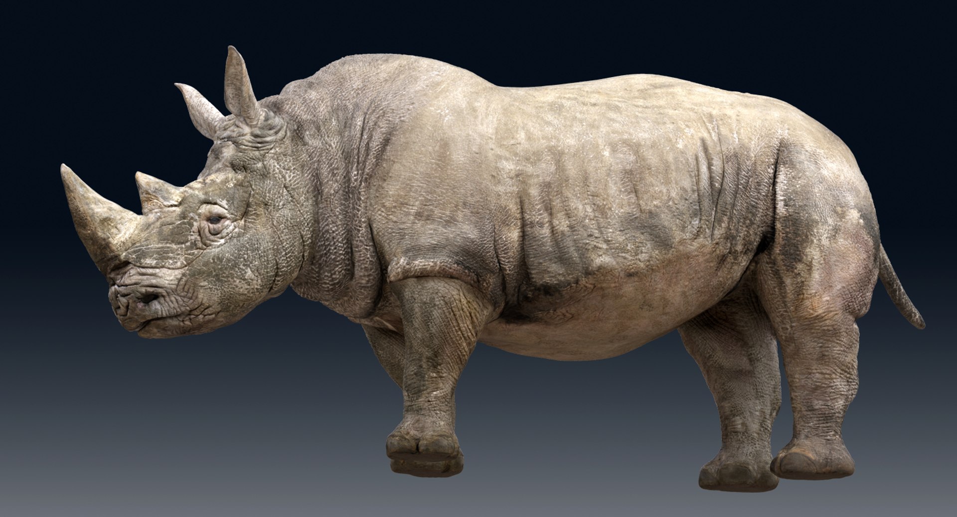 rhinoceros rigged 3D model https://p.turbosquid.com/ts-thumb/hr/MntE92/Od9lA9W7/gga015/png/1537023924/1920x1080/fit_q87/938540fcb9eb4fa8f274c55d54d6d32168d69e67/gga015.jpg