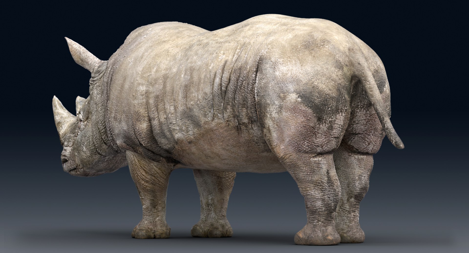 rhinoceros rigged 3D model https://p.turbosquid.com/ts-thumb/hr/MntE92/Xe4ZWOyf/gga004/png/1537023924/1920x1080/fit_q87/7ddf9acf9046466255acea3e87371967869860c5/gga004.jpg