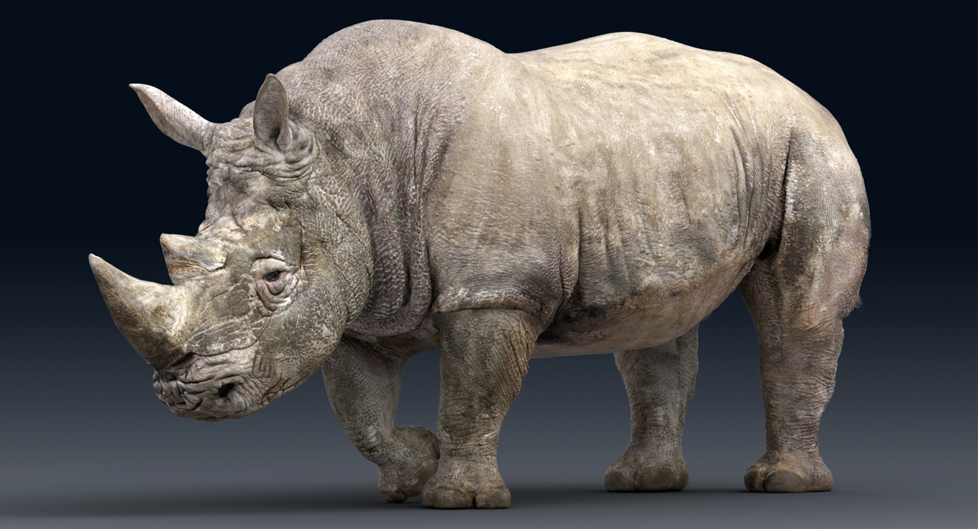 rhinoceros rigged 3D model https://p.turbosquid.com/ts-thumb/hr/MntE92/Yv72G7Ke/gga009/png/1537023924/1920x1080/fit_q87/61a1bf913a649f7df9109efd924a74407a69df08/gga009.jpg