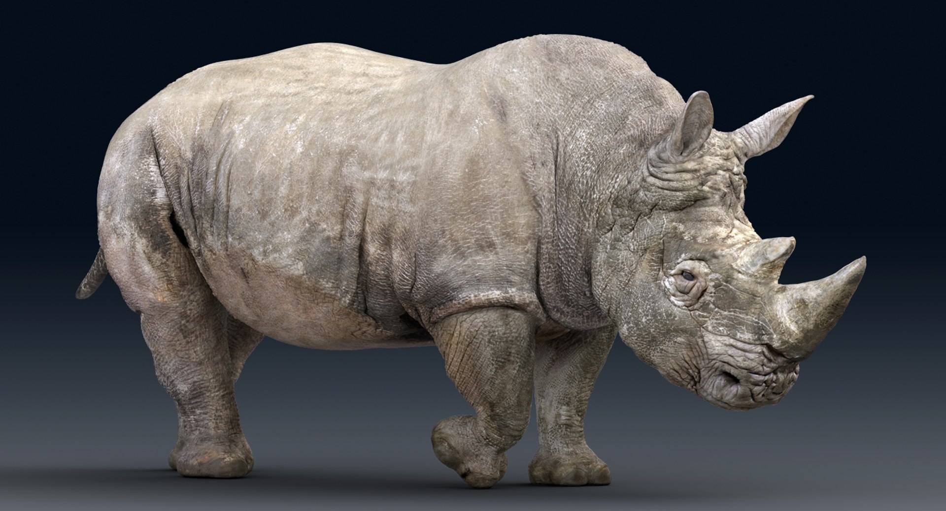 rhinoceros rigged 3D model https://p.turbosquid.com/ts-thumb/hr/MntE92/aaWCwGdn/gga013/png/1537023924/1920x1080/fit_q87/ad4c7631d14a08aebf825a4e230a5cb36dc67cd7/gga013.jpg