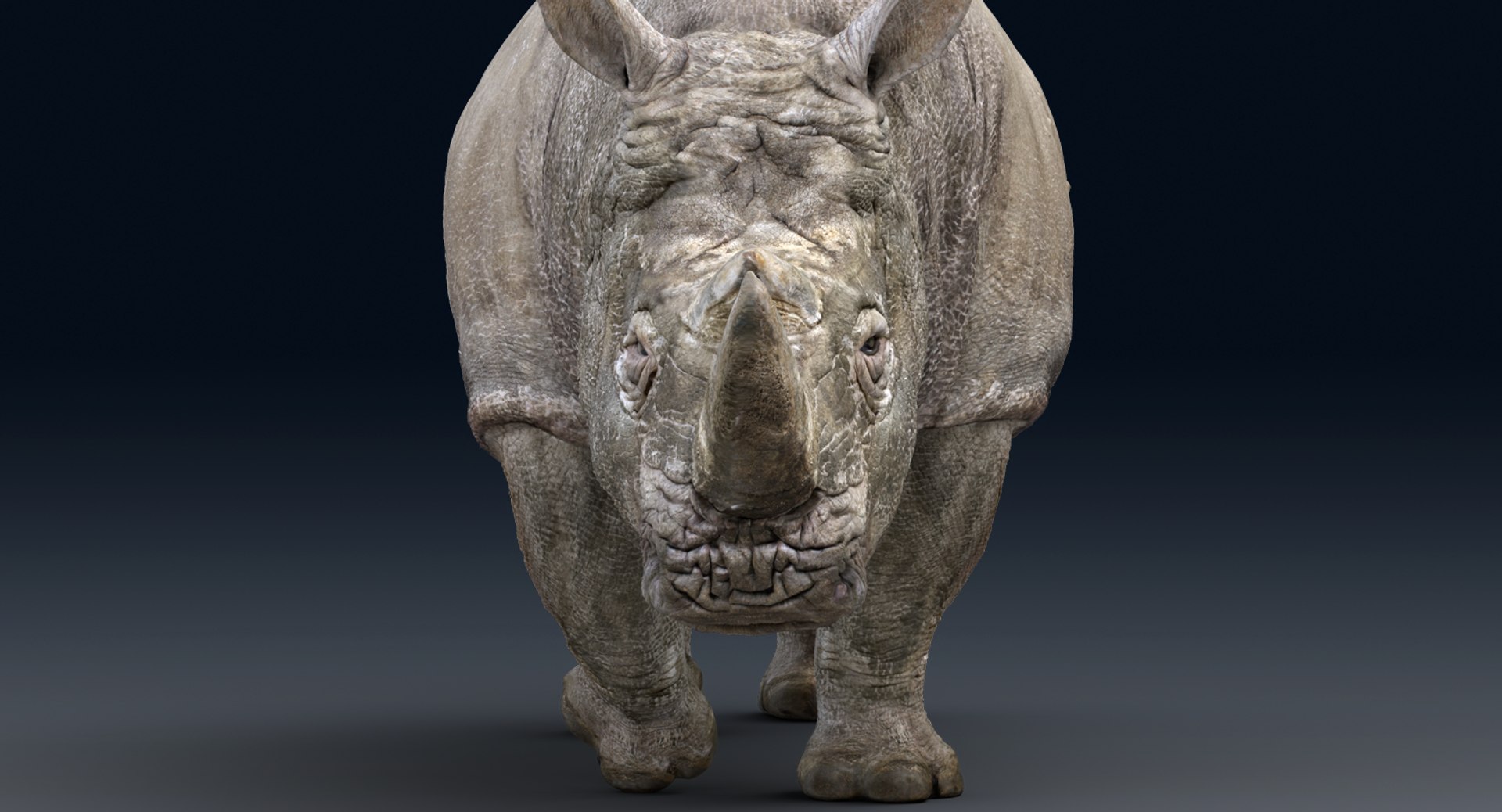 rhinoceros rigged 3D model https://p.turbosquid.com/ts-thumb/hr/MntE92/cNapmTNE/gga012/png/1537023924/1920x1080/fit_q87/fffc2cf2bf594ab59e9befc8f05089470c93f79c/gga012.jpg