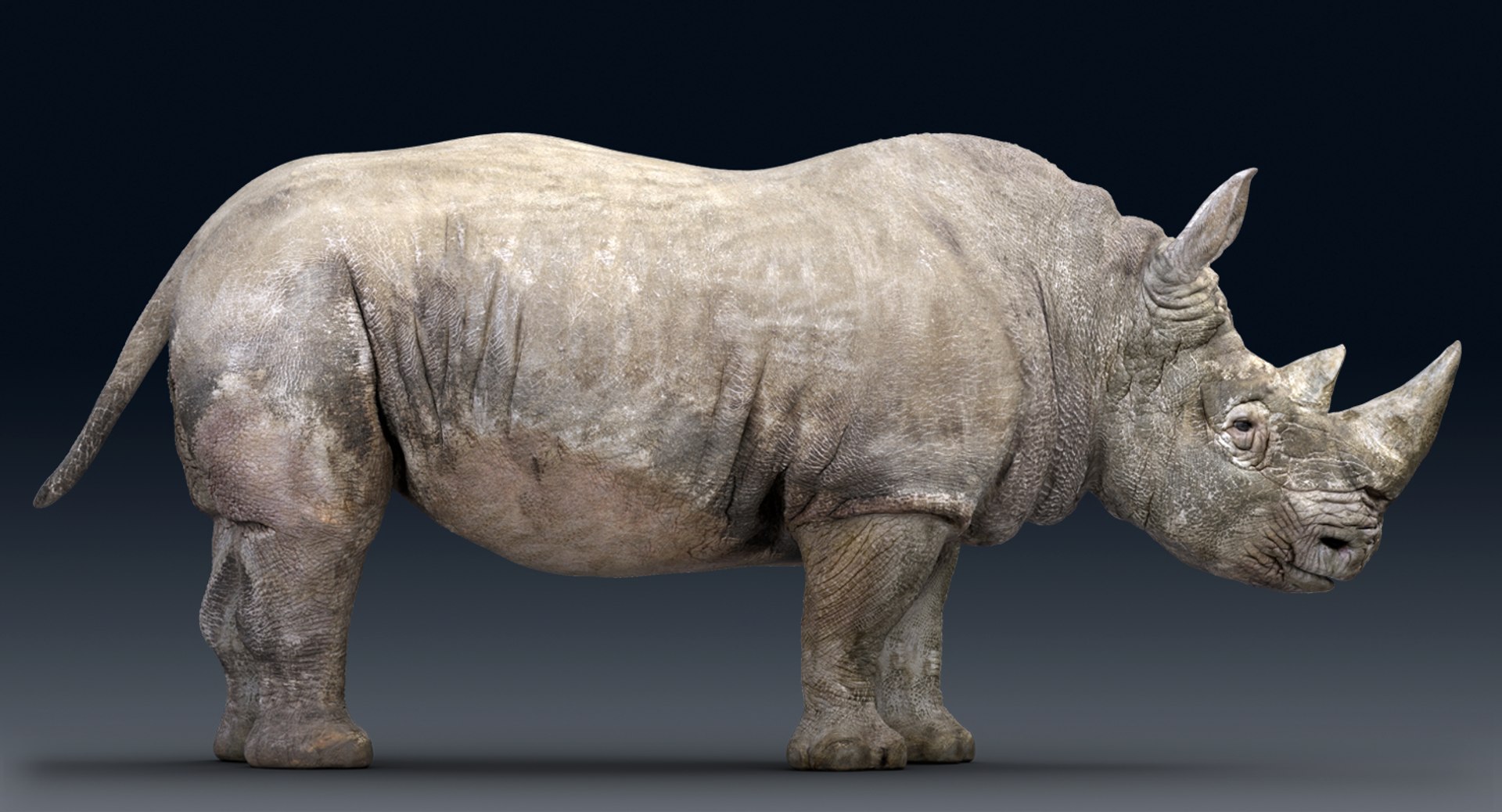 rhinoceros rigged 3D model https://p.turbosquid.com/ts-thumb/hr/MntE92/ouGo4lOX/gga005/png/1537023924/1920x1080/fit_q87/832fe6448f91f394947f7f7c042343dadfc6c7aa/gga005.jpg