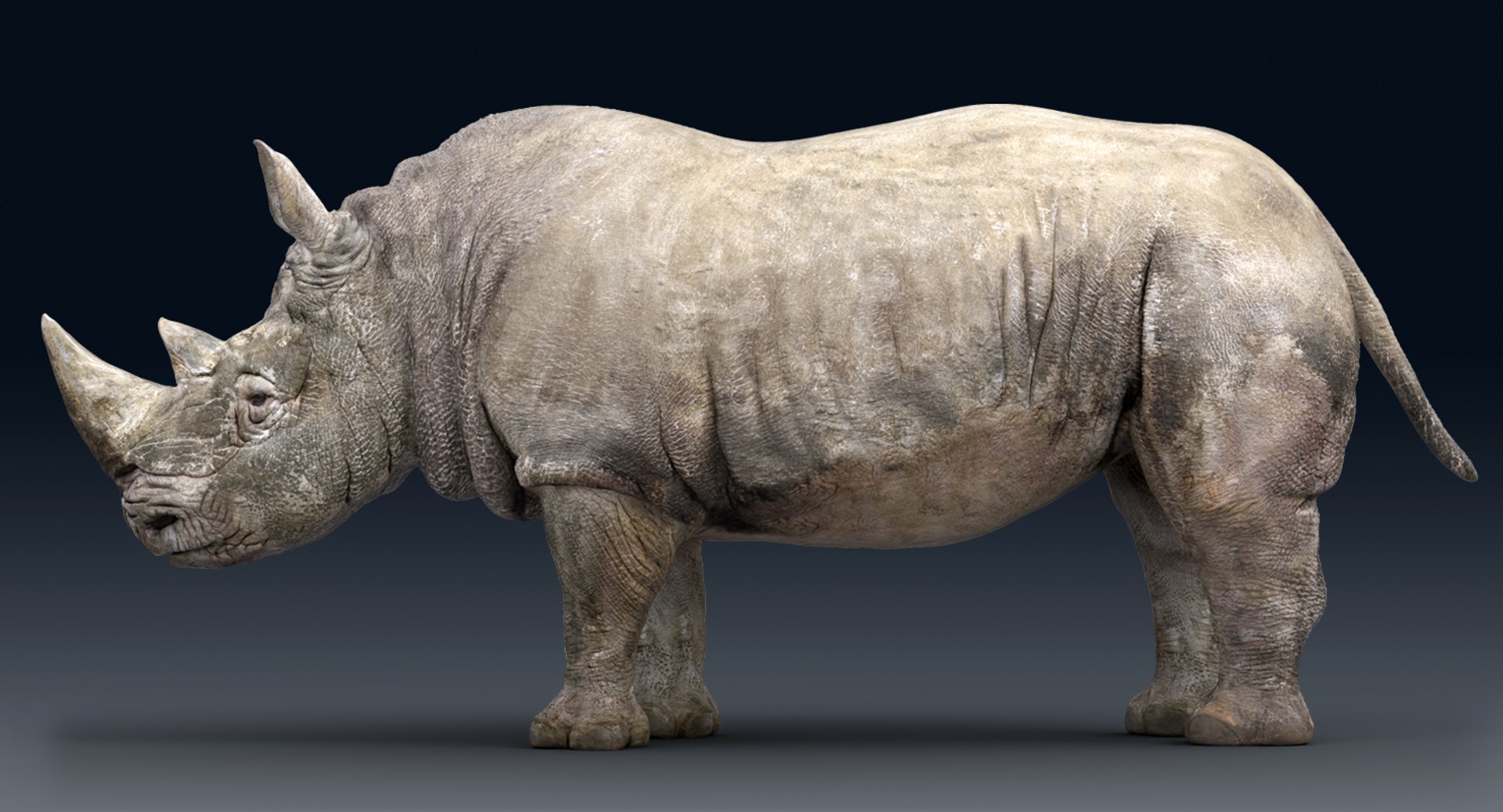 rhinoceros rigged 3D model https://p.turbosquid.com/ts-thumb/hr/MntE92/vK6DjdDa/gga002/png/1537023924/1920x1080/fit_q87/cb09f8636d2ee2c72a7906d337961348a866a7d9/gga002.jpg