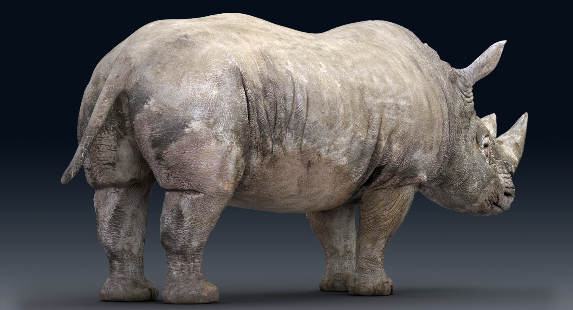 rhinoceros rigged 3D model https://p.turbosquid.com/ts-thumb/hr/MntE92/xtsro4dz/gga008/png/1537023924/1920x1080/fit_q87/6ad825a869b07c006fc965a883f5e14c2a157ed5/gga008.jpg