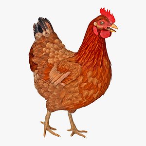 brown chicken walking pose 3D