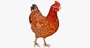 Brown Chicken Walking Pose 3D Model