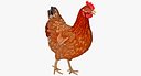 Brown Chicken Walking Pose 3D Model