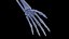 Female Body and Skeletal System