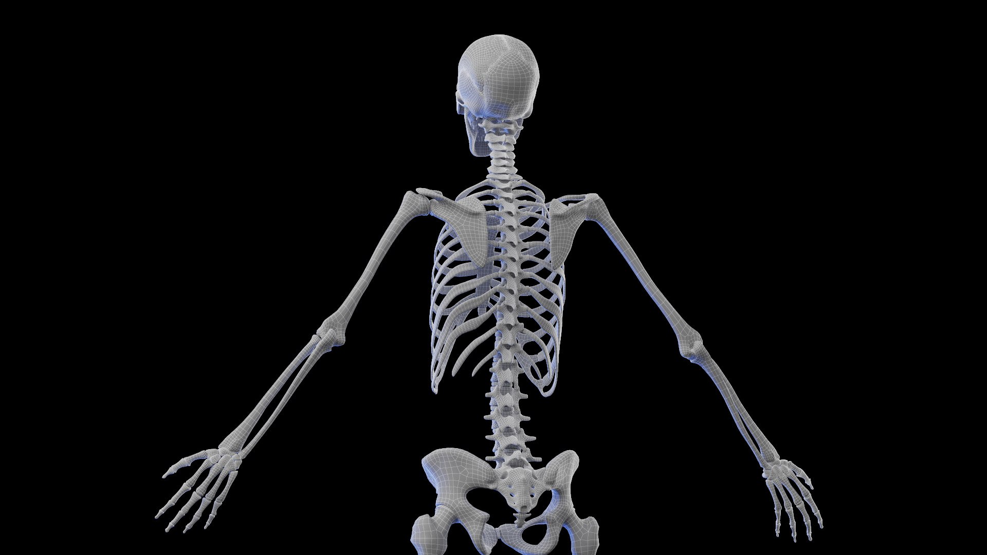 Female Body and Skeletal System model https://p.turbosquid.com/ts-thumb/hr/Pyo1WO/4m/female_anatomy_skeleton_wire_01/jpg/1672939622/1920x1080/fit_q87/520475cb19d2dc9341b1c5f241d69d9636724ef1/female_anatomy_skeleton_wire_01.jpg