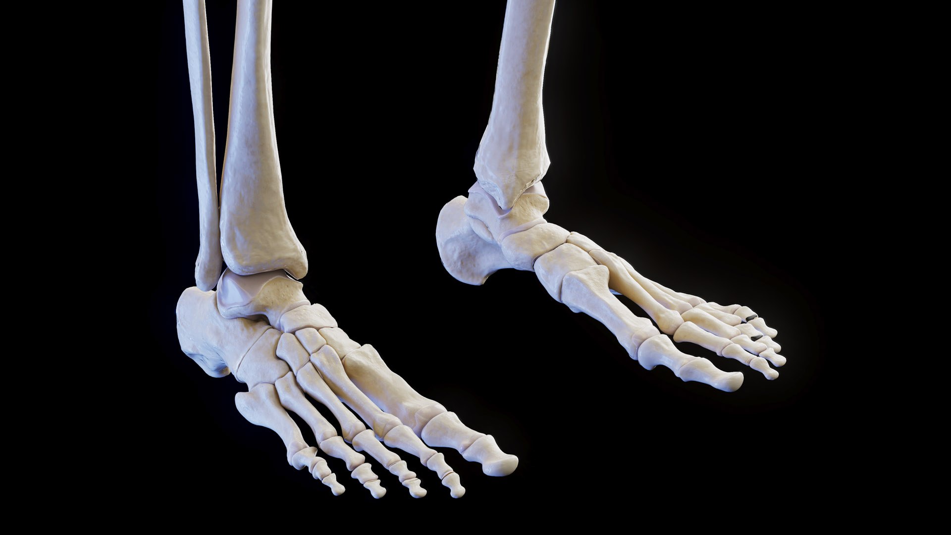 Female Body and Skeletal System model https://p.turbosquid.com/ts-thumb/hr/Pyo1WO/C4/female_anatomy_skeleton_prod_08/jpg/1672939335/1920x1080/fit_q87/e4e3ec6d4f13905a469db7caab5fd5f0cb55b100/female_anatomy_skeleton_prod_08.jpg