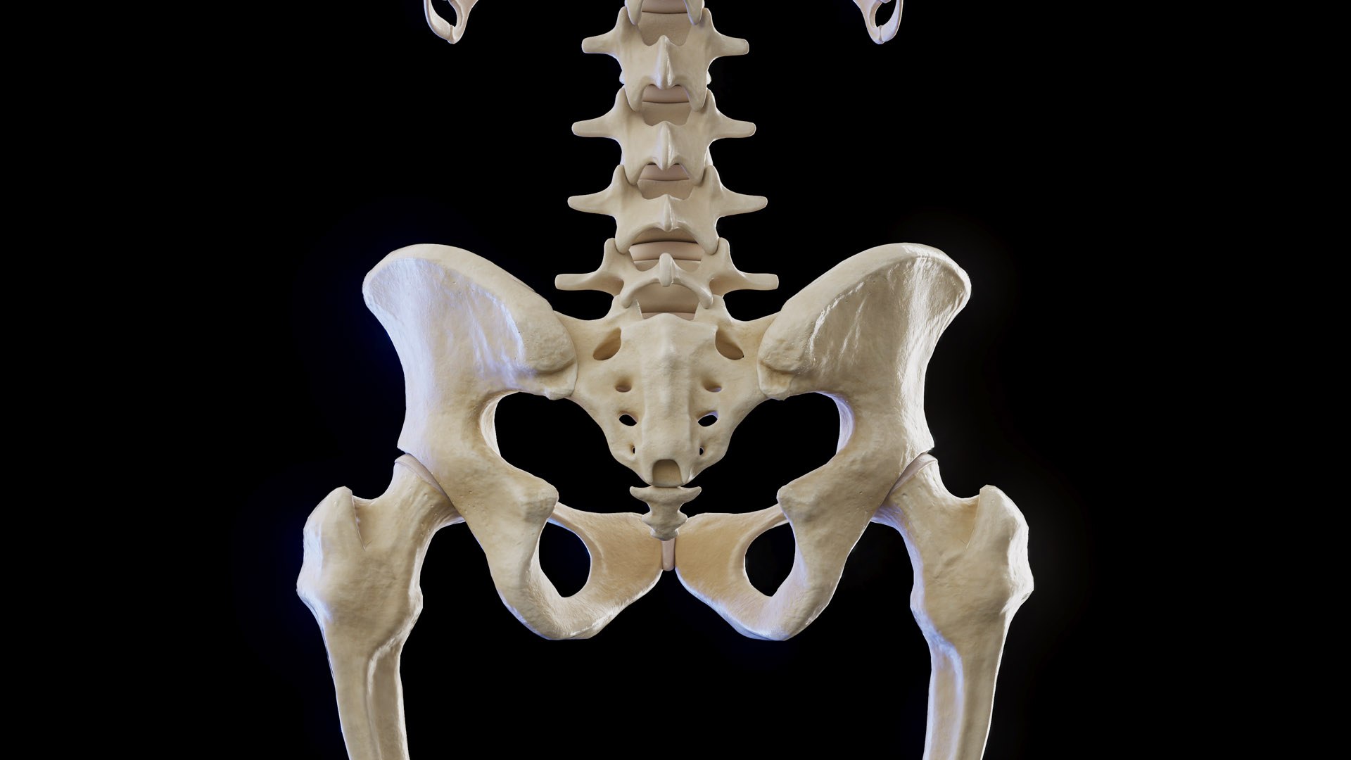 Female Body and Skeletal System model https://p.turbosquid.com/ts-thumb/hr/Pyo1WO/NN/female_anatomy_skeleton_prod_07/jpg/1672939335/1920x1080/fit_q87/8e7287176fb48efeadc40297b14be8db8e744179/female_anatomy_skeleton_prod_07.jpg