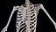 Female Body and Skeletal System