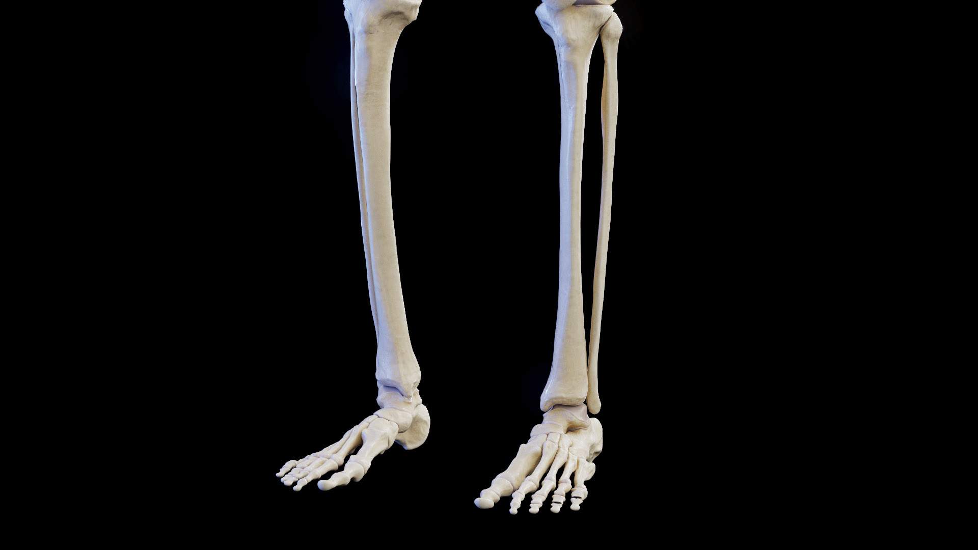 Female Body and Skeletal System model https://p.turbosquid.com/ts-thumb/hr/Pyo1WO/gs/female_anatomy_skeleton_tt_iv/jpg/1672939797/1920x1080/turn_fit_q99/4489edc404ae27d61c835cfb8984f2e8d1c3097e/female_anatomy_skeleton_tt_iv-1.jpg