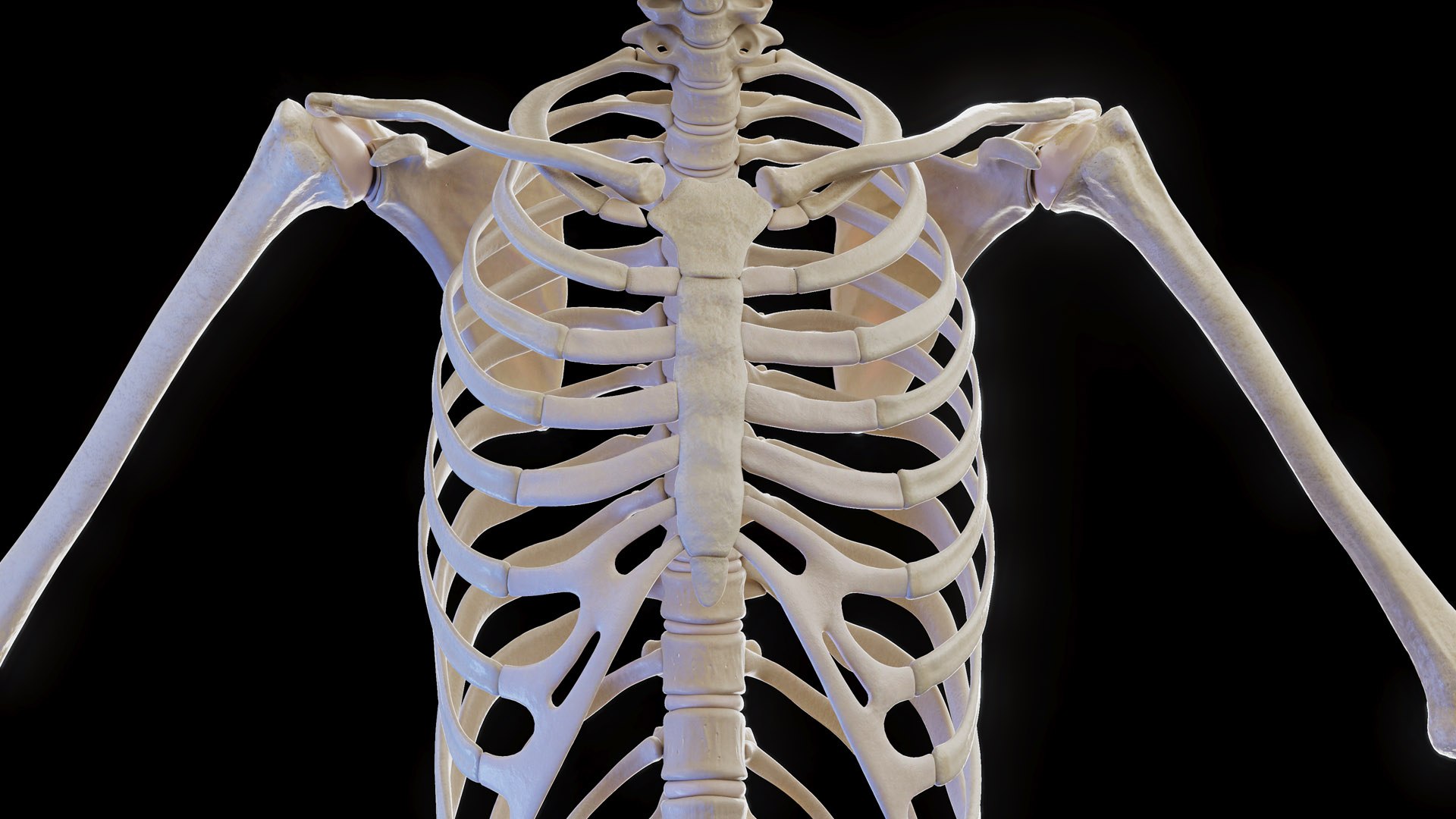 Female Body and Skeletal System model https://p.turbosquid.com/ts-thumb/hr/Pyo1WO/pT/female_anatomy_skeleton_prod_04/jpg/1672939334/1920x1080/fit_q87/d4feb6f735ca80391c92f679e80d2f338c202ba1/female_anatomy_skeleton_prod_04.jpg