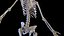 Female Body and Skeletal System