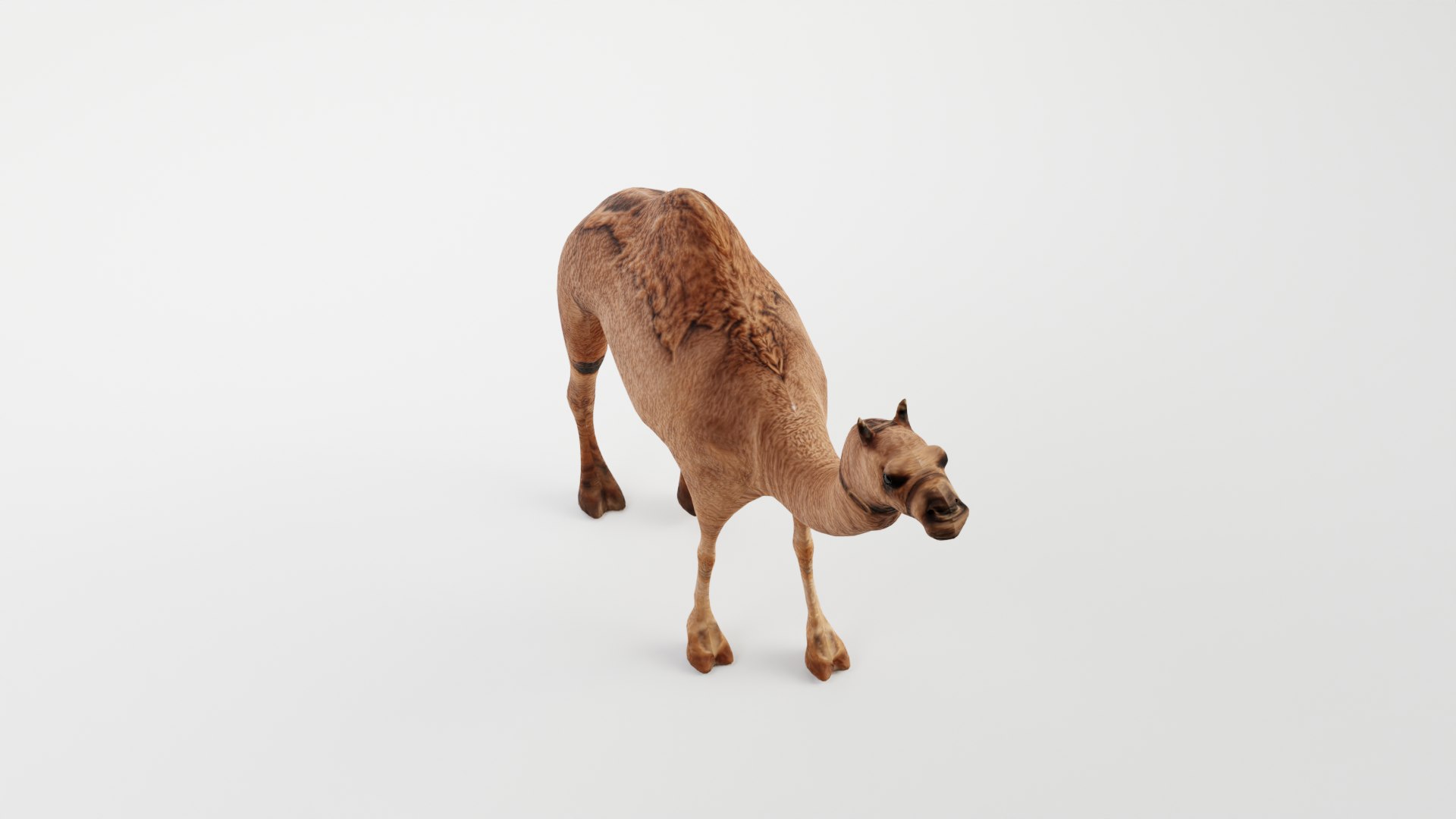 CAMEL RIGGED 3D https://p.turbosquid.com/ts-thumb/hr/dFayBC/KQ/0002/png/1676891981/1920x1080/fit_q87/61e6d6836be823834bdad8e64fc3b65ed628846e/0002.jpg
