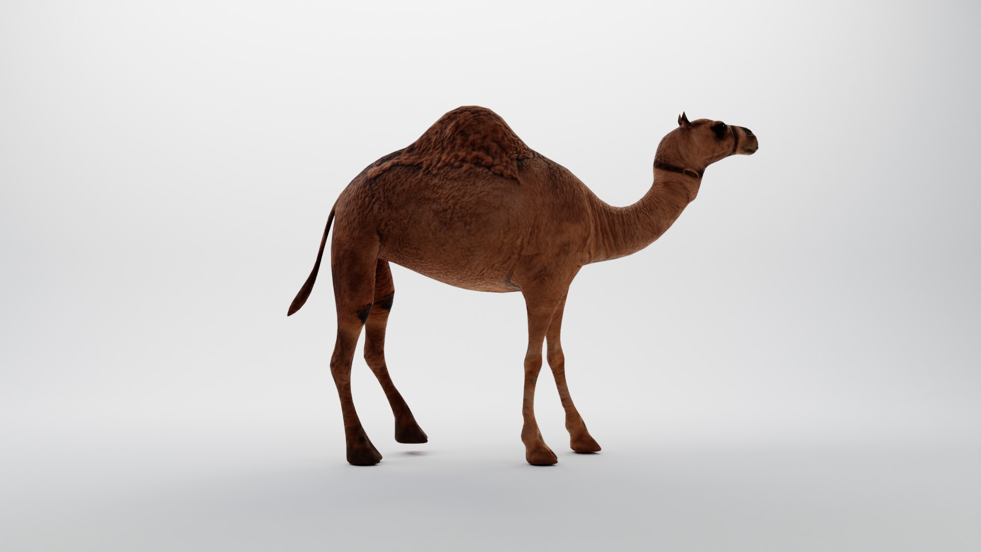 CAMEL RIGGED 3D https://p.turbosquid.com/ts-thumb/hr/dFayBC/Xc/0005/png/1676891993/1920x1080/fit_q87/74db03d32bab858d8f6e51a6565439600165db7e/0005.jpg