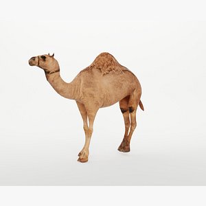 CAMEL RIGGED