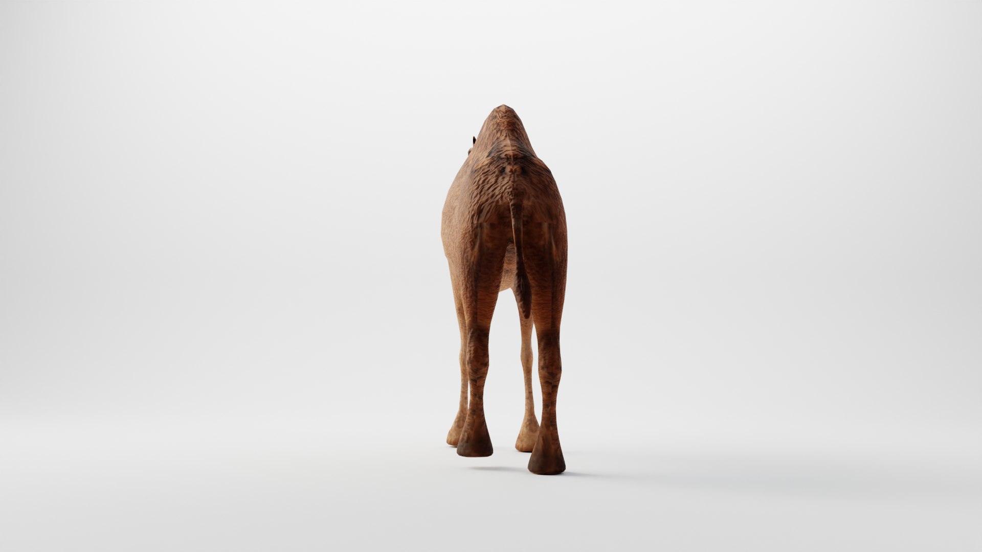 CAMEL RIGGED 3D https://p.turbosquid.com/ts-thumb/hr/dFayBC/sE/0004/png/1676891994/1920x1080/fit_q87/df0a8068229ef9e7eae643f8c26759f632843606/0004.jpg