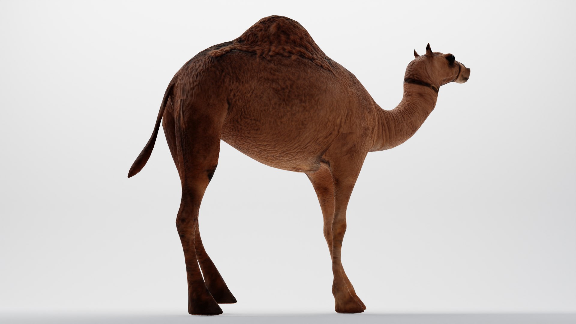 CAMEL RIGGED 3D https://p.turbosquid.com/ts-thumb/hr/dFayBC/uJ/0008/png/1676892011/1920x1080/fit_q87/fa7526e3b90e6aad0cac6b9e5ad83d767f6b0589/0008.jpg