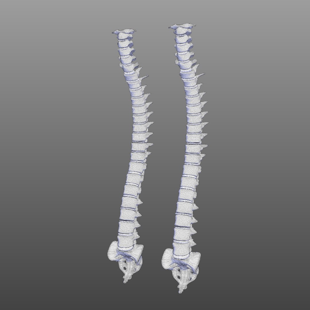 3D human vertebral column - TurboSquid 1521188