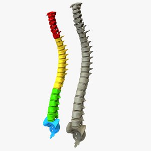 3D human vertebral column
