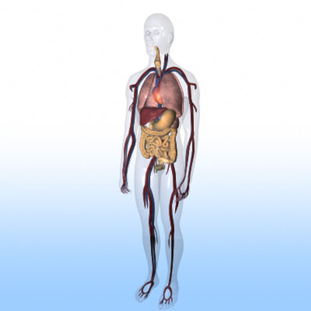 Human Body Organs 3d Model