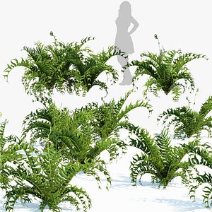 Rigged sword fern plants 3D