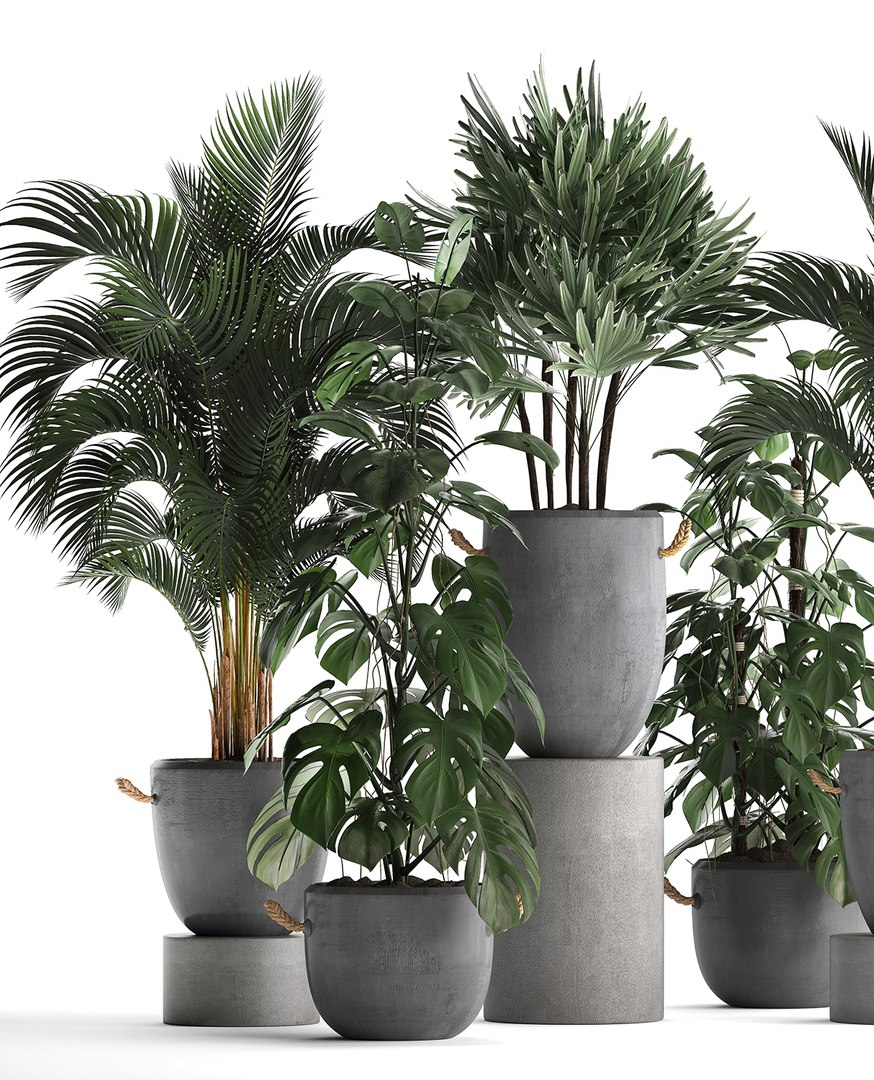 Houseplants Exotic Plants 3D - TurboSquid 1471782