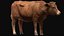 Cow Anatomy 3D 3D