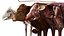 Cow Anatomy 3D 3D